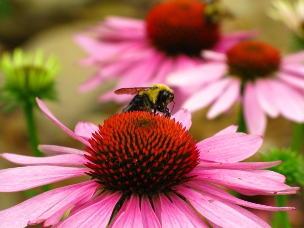 A flower with a bee on it.