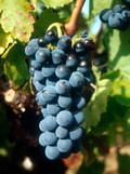 carignan-n-grappe-copie